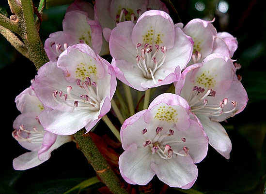 {Rhododendron maximum}